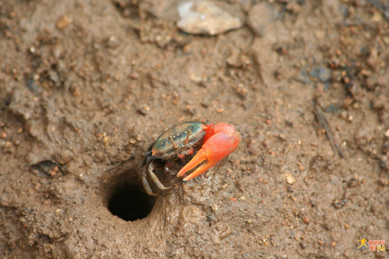 An interesting crab on Rinca Island