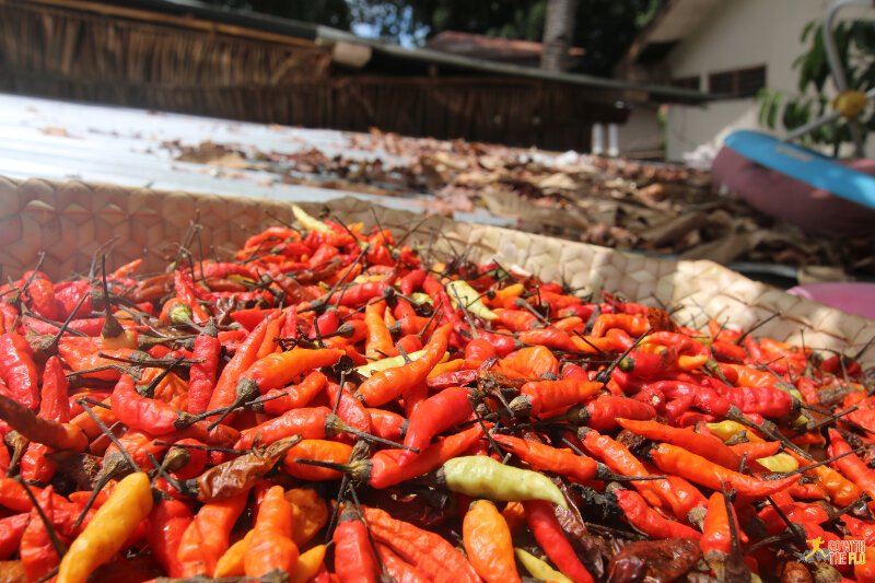 Drying chilis in Vila, Atauro Island