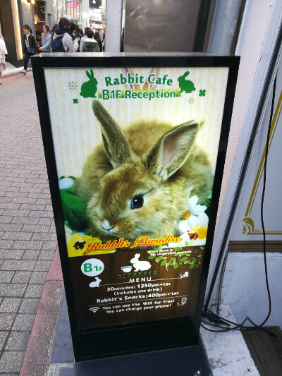 A Rabbit Cafe