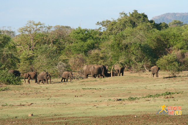 Elephant tribe in Uda Walawe National Park