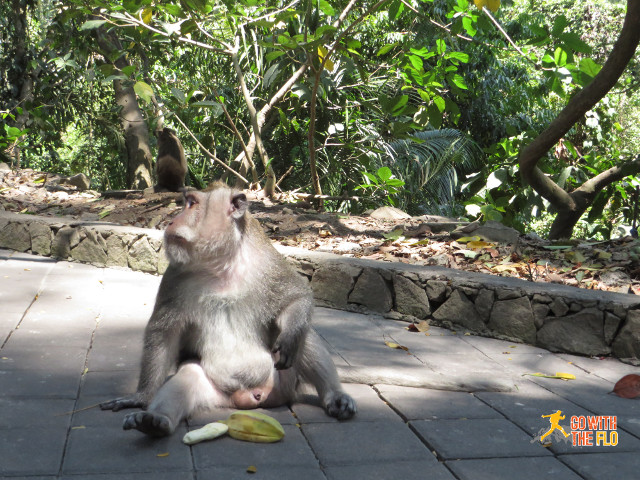 Monkey inside the Ubud Monkey Forest
