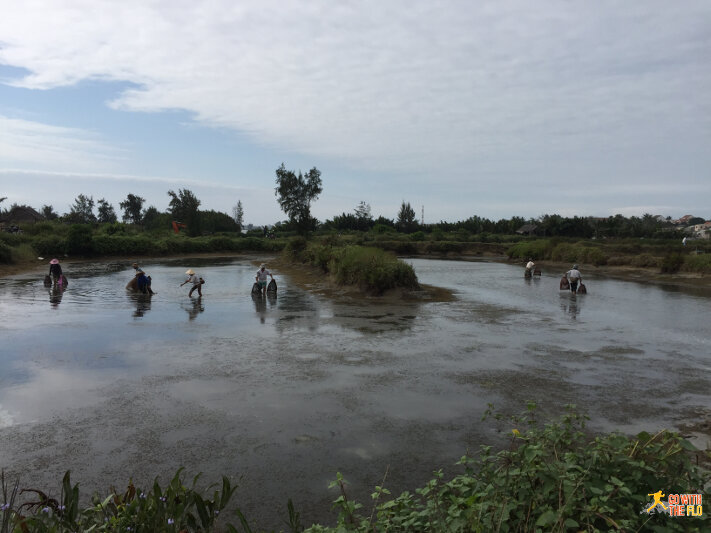 Rice paddies just outside Hoi An