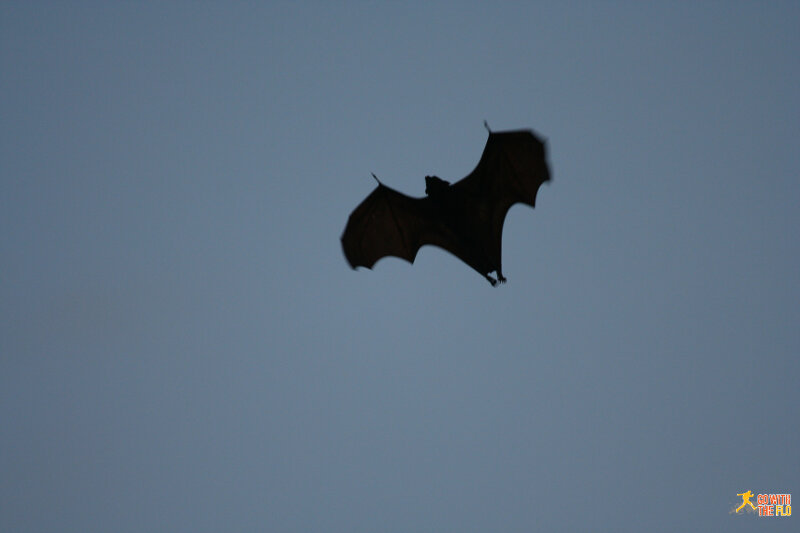 That's one of the flying foxes flying past us.