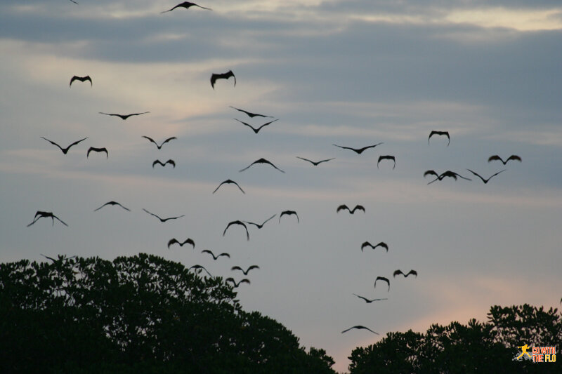 Hundreds or thousands of flying foxes