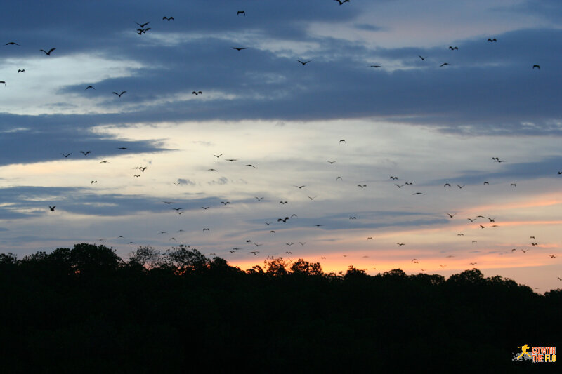 Here they start flying towards us