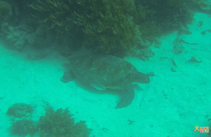 Turtle in Komodo National Park