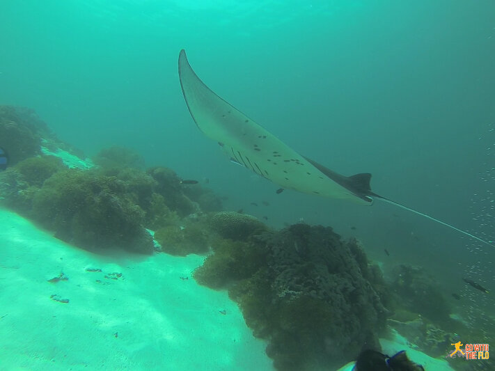 Manta Ray at Komodo National Park