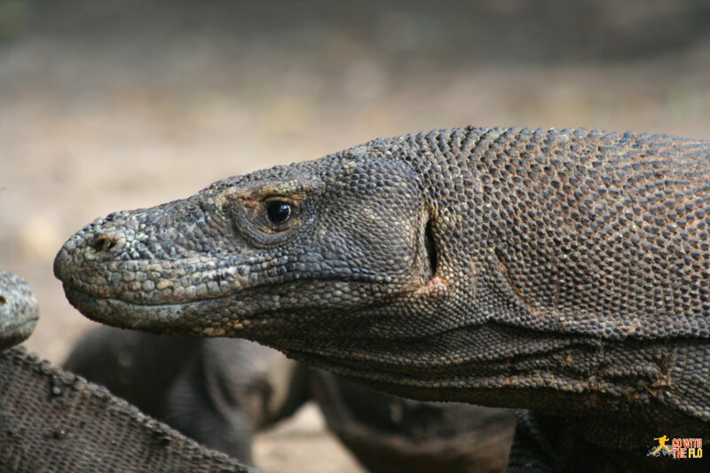 Close-up of one of the dragons