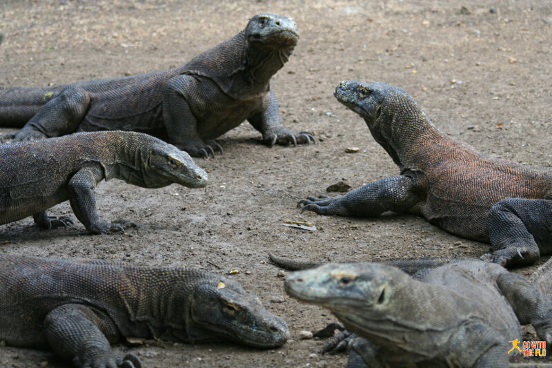 A gang of Komodo dragons on Rinca Island