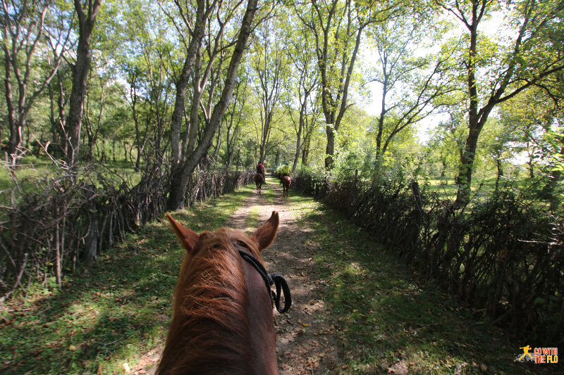 Riding inside the world's largest walnut forest