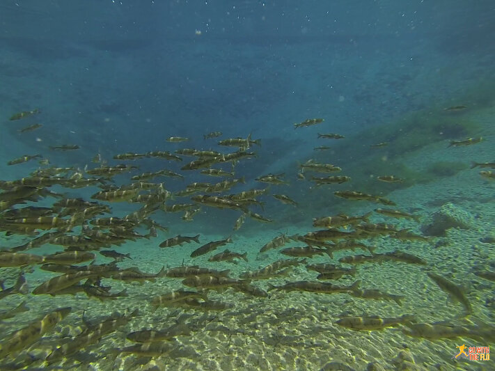 And for my dear readers I also took an underwater photo