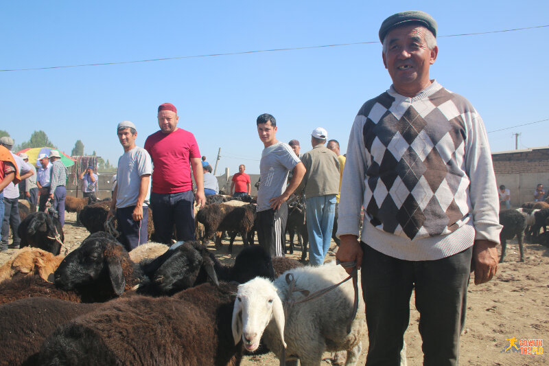 Local with his sheep