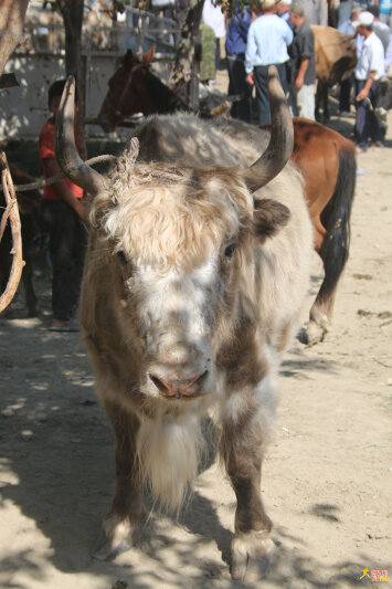 A lonely yak