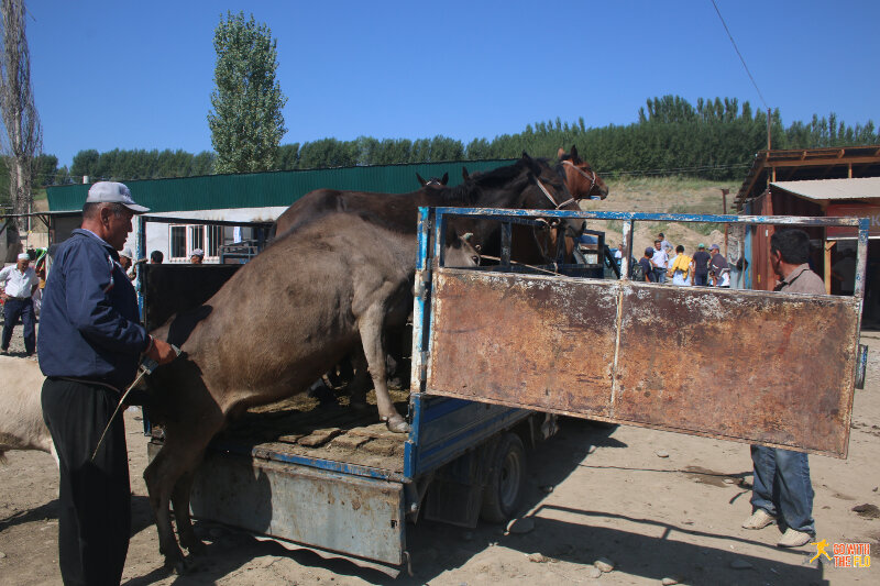 Adding a cow to the horses.