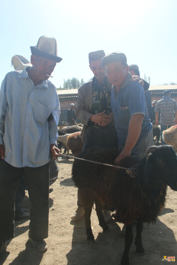Locals selling sheep