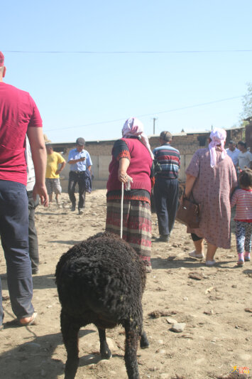 Woman with her newly acquired sheep...