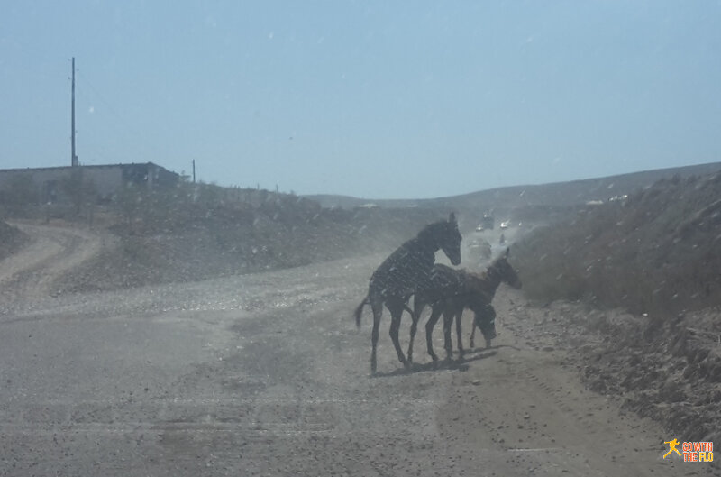Donkeys on the road in the middle of nowhere