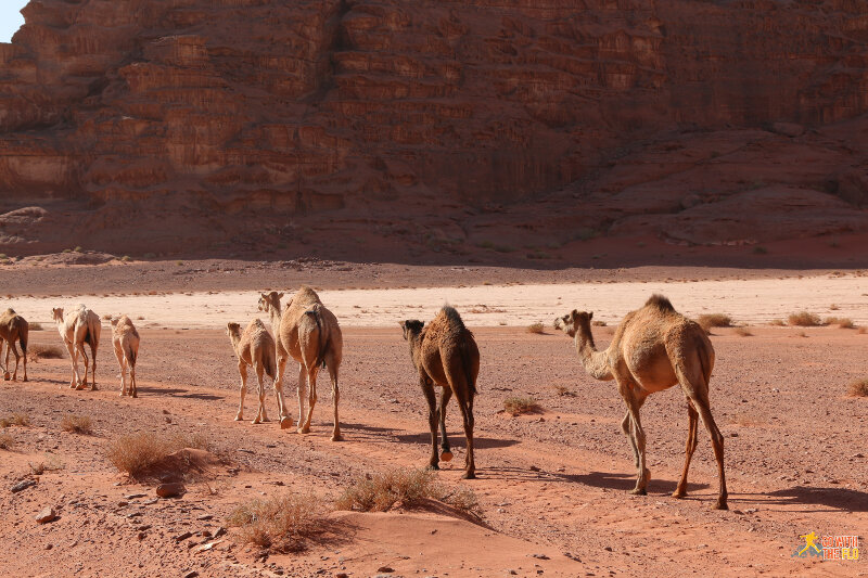 Wadi Rum