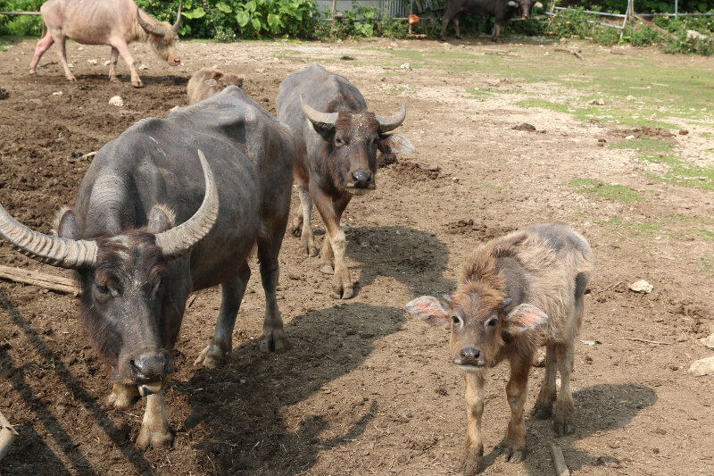 Lots of buffalo on Taketomi