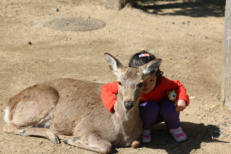 Countless deer in Nara