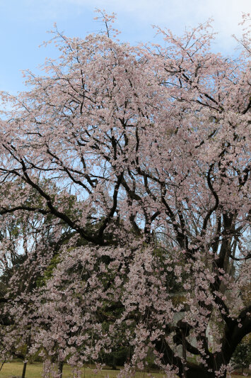 Cherry blossom at Rikugi-en