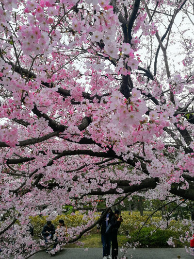 Cherry blossom in Tokyo